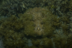 Hippopus porcellanus