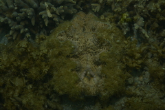 Hippopus porcellanus