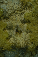 Hippopus porcellanus