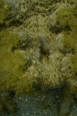 Hippopus porcellanus