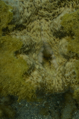 Hippopus porcellanus