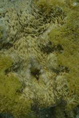 Hippopus porcellanus