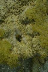 Hippopus porcellanus