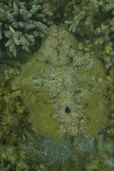 Hippopus porcellanus