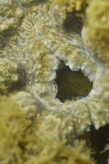 Hippopus porcellanus