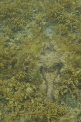 Hippopus porcellanus