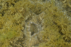 Hippopus porcellanus