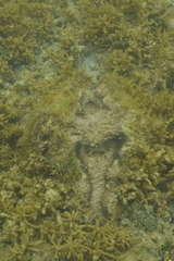 Hippopus porcellanus
