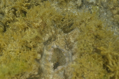 Hippopus porcellanus