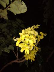 Cassia fistula