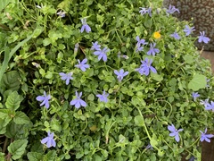 Lobelia membranacea