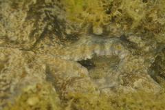 Hippopus porcellanus