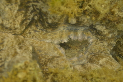 Hippopus porcellanus