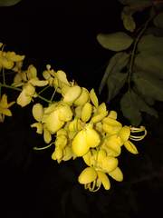 Cassia fistula