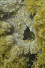 Hippopus porcellanus