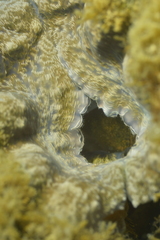 Hippopus porcellanus