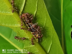 Arhopala centaurus