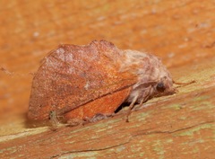 Phyllodesma occidentis