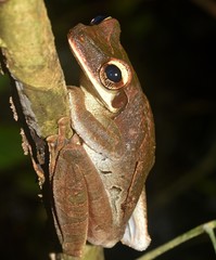 Osteocephalus planiceps