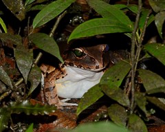 Leptodactylus pentadactylus