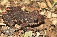 Pristimantis diadematus