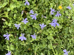 Lobelia membranacea