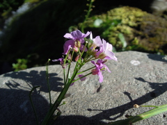 Cardamine raphanifolia
