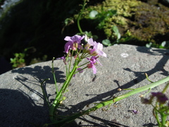 Cardamine raphanifolia
