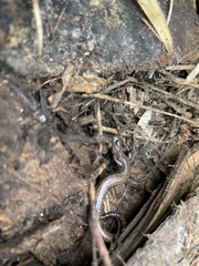 Batrachoseps pacificus