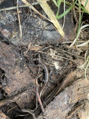 Batrachoseps pacificus