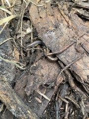 Batrachoseps pacificus