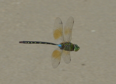 Anax gibbosulus