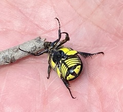 Chlorobapta frontalis