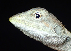 Diporiphora jugularis