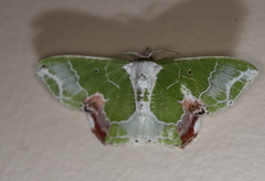 Protuliocnemis partita