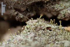 Chaenotheca chlorella