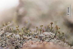 Chaenotheca chlorella