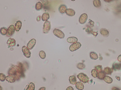 Chaenotheca chlorella