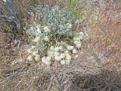 Astragalus newberryi castoreus