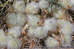 Astragalus newberryi castoreus