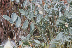 Astragalus newberryi castoreus