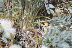 Astragalus newberryi castoreus