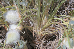 Astragalus newberryi castoreus