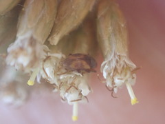 Simachus montanus
