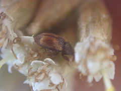 Simachus montanus