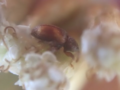Simachus montanus