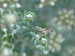 Austrotephritis cassiniae