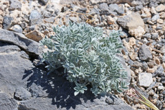 Astragalus newberryi castoreus