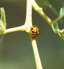 Peltoschema oceanicum