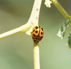 Peltoschema oceanicum